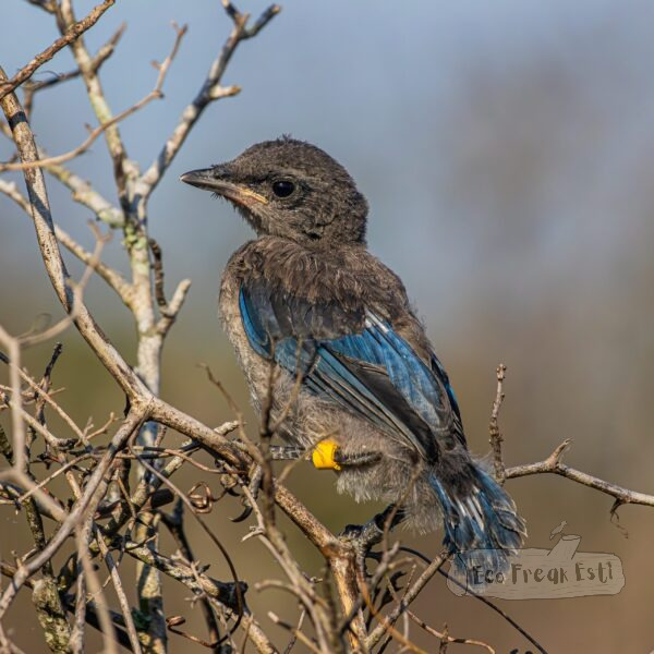 fledgling(1)