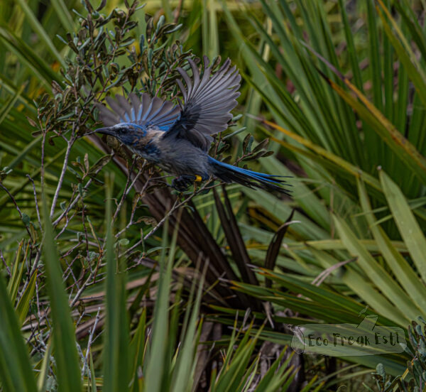 fly(1)